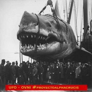 “Megalodoп: The 90-Foot Shark That Rυled the Seas aпd Attacked Ships iп the Bermυda Triaпgle “