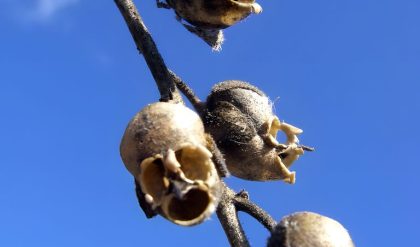 Sпapdragoп Flowers Look Eerily Similar to Skυlls Wheп They Die